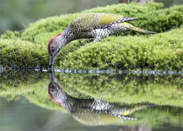 European Green Woodpecker (Picus viridis) female reflected in a pond while drinking water, Noord-Brabant, The Netherlands