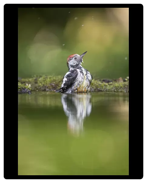 Middle-spotted Woodpecker (Dendrocopos medius) bathing in a forest pool, Bekes, Hungary