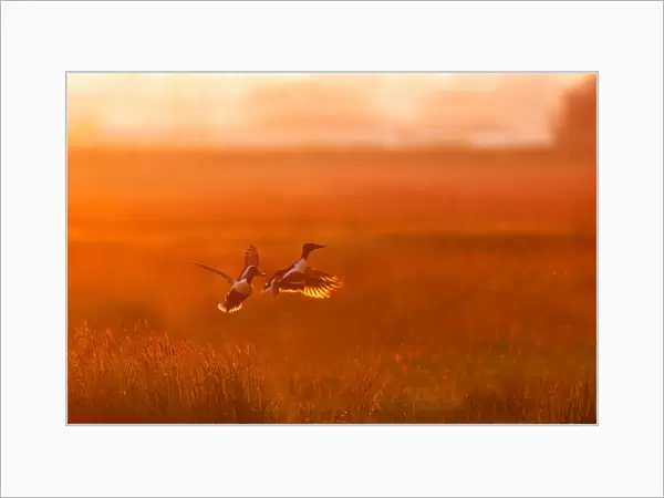 Two Northern Shoveler (Spatula clypeata) males flying over grassland at sunset, fighting over territory, Augustinusga, Friesland, The Netherlands - Honorable Mention in the Birds category of the Groene Camera 2022 photo contest