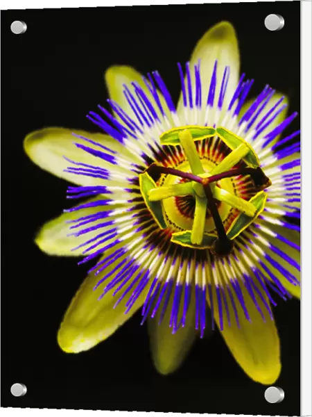 Passion flower, Passiflora