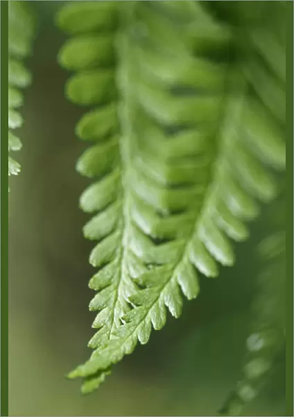 Fern. Close up detail of Green Fern leaf