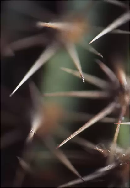 AKU_0095. Echinopsis - variety not identified. Cactus. Green subject