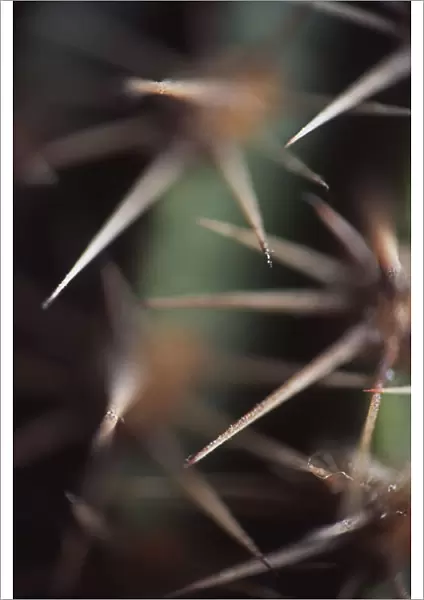 AKU_0095. Echinopsis - variety not identified. Cactus. Green subject