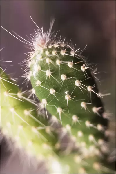 Prickly Pear Cactus, Opuntia leucotricha