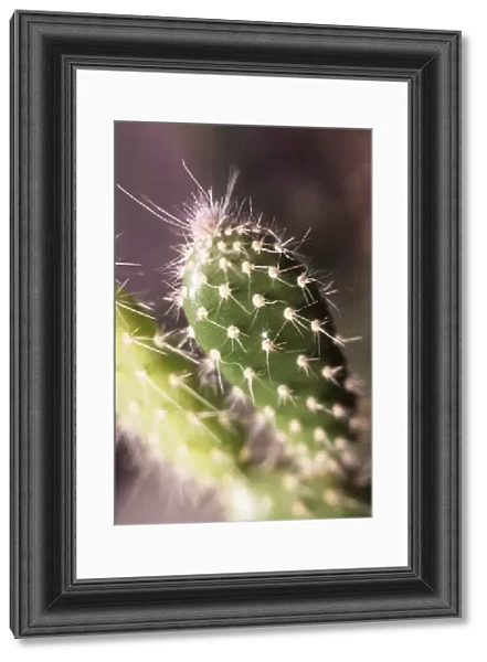 Prickly Pear Cactus, Opuntia leucotricha