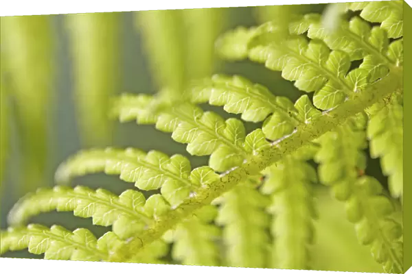 AMF_0022. Dicksonia antartica. Fern - Tree fern. Green subject. Green b / g