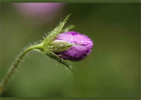 Cranesbill, Geranium endressi. Close view of single, closed flower with water droplets
