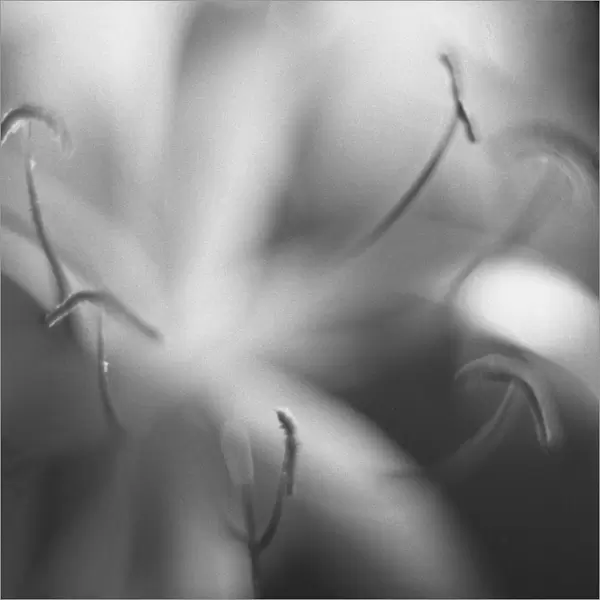 AKU_0141. Crinum americanum. Swamp Lily. Black & white