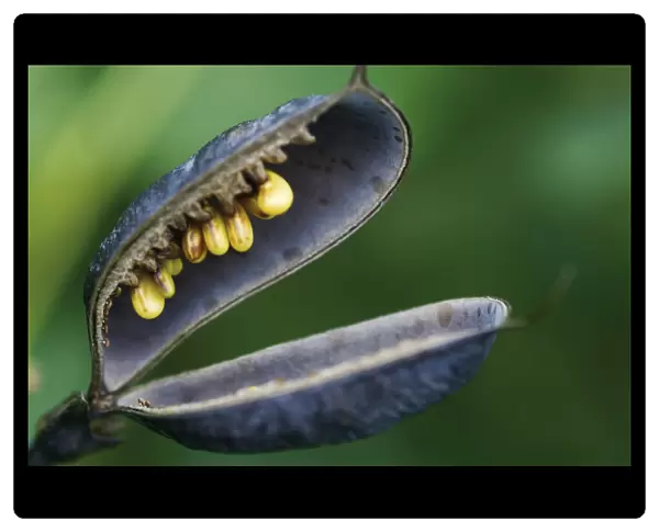 CL_0104. Baptisia australis. seedhead. Plant