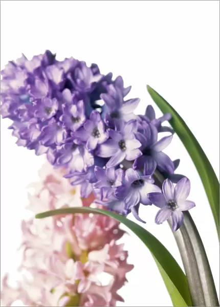 CS_1017. Hyacinthus orientalis. Hyacinth. Blue subject. White b / g