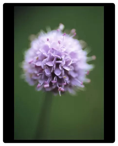 CS_1310. Scabiosa australis. Flower. One