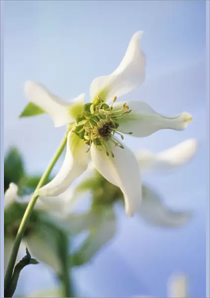 CS_1783. Helleborus niger Bradfield star white. Hellebore. White subject