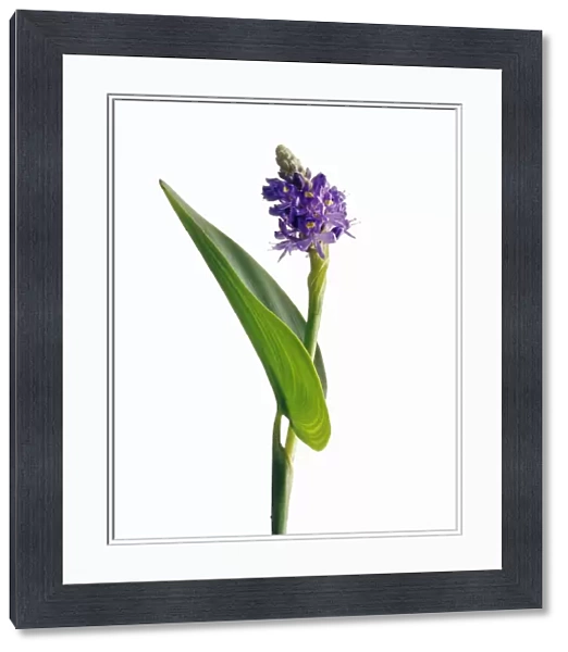 CS_2211. Pontederia cordata Lanceolata. Pickerel weed. Purple subject. White b / g