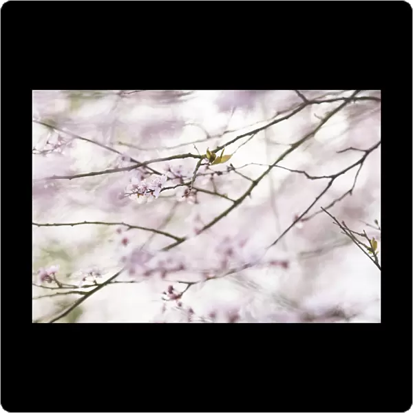 CS_2500. Prunus dulcis. Almond. Pink subject