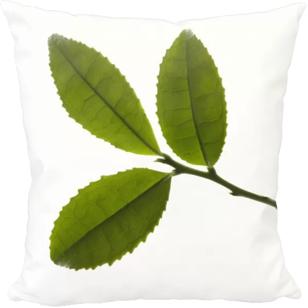 CS_2399. Camellia sinensis. Tea plant. Green subject. White b / g