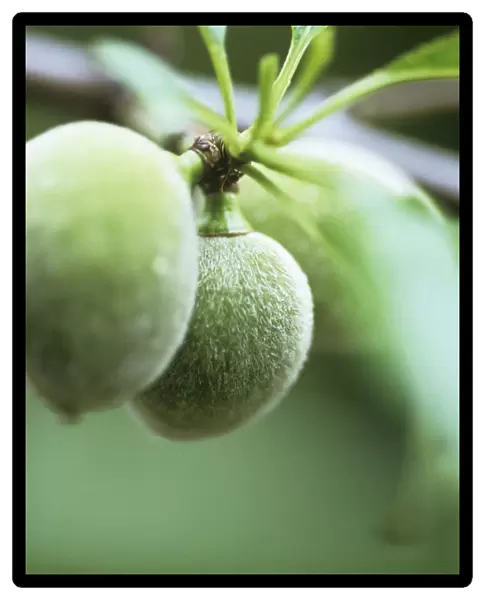 CS_2557. Prunus dulcis. Almond. Green subject