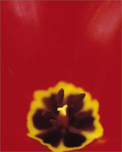 CS_256. Tulipa - variety not identified. Tulip. Red subject