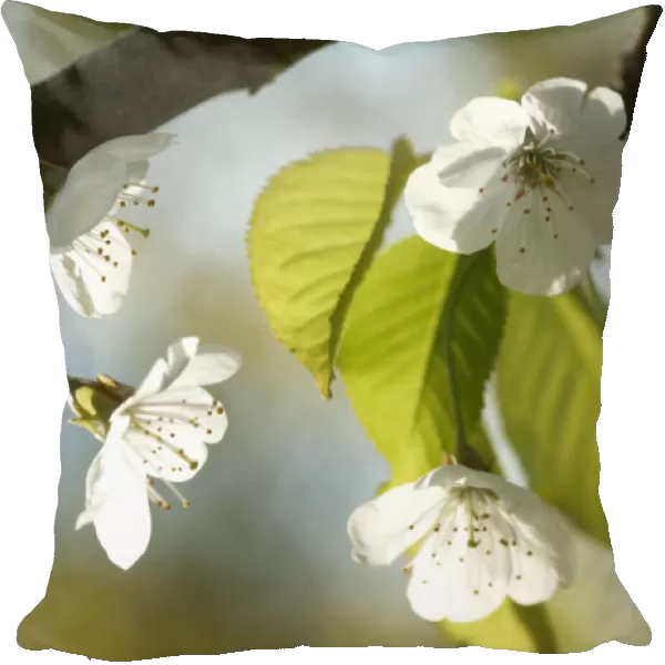 CS_2529. Prunus avium. Cherry - Wild Cherry. White subject