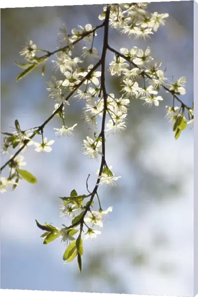CS_2533. Prunus spinosa. Blackthorn  /  Sloe. White subject
