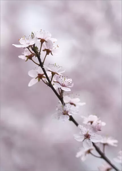 CS_2504. Prunus dulcis. Almond. Pink subject