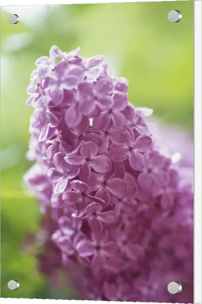 CS_2945. Syringa - variety not identified. Lilac. Pink subject