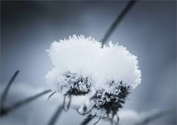 Sea holly, Eryngium planum, Two snow topped seedheads