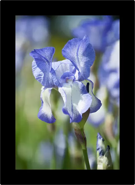 Iris, Tall bearded Iris, Iris Touch of Spring, A single blue and white flower