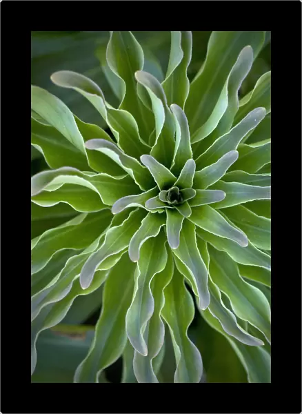 lilium cultivar, lily