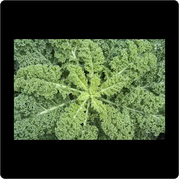 Kale, Green curly kale, Brassica oleracea acephala