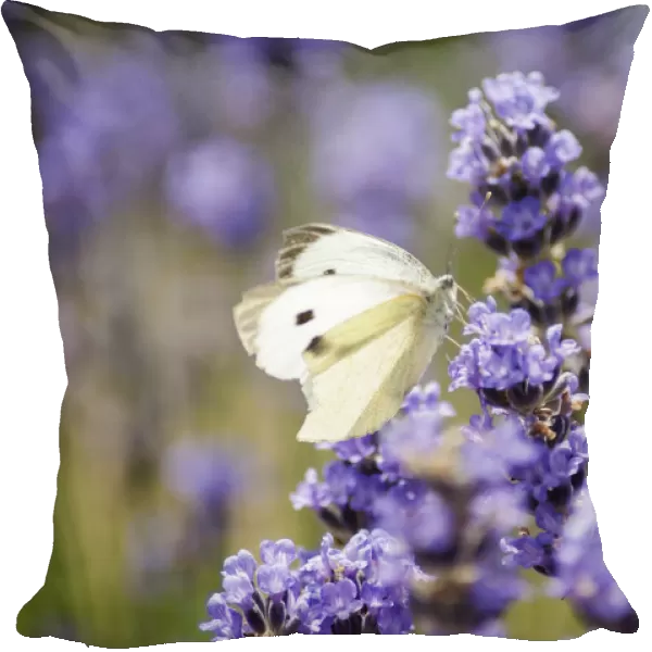 Lavender, Lavandula augustifolia. Spikes of small, purple blue flowers with Large White