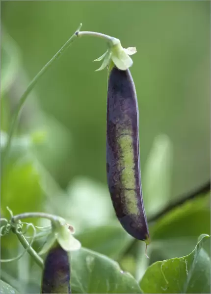 Pea, Purple podded, Pisum sativum Purple podded