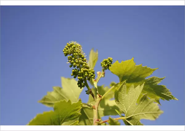 grape, vitis vinifera