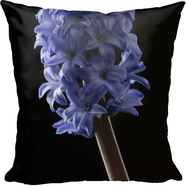 Hyacinth, Hyacinthus orientalis Blue Pearl