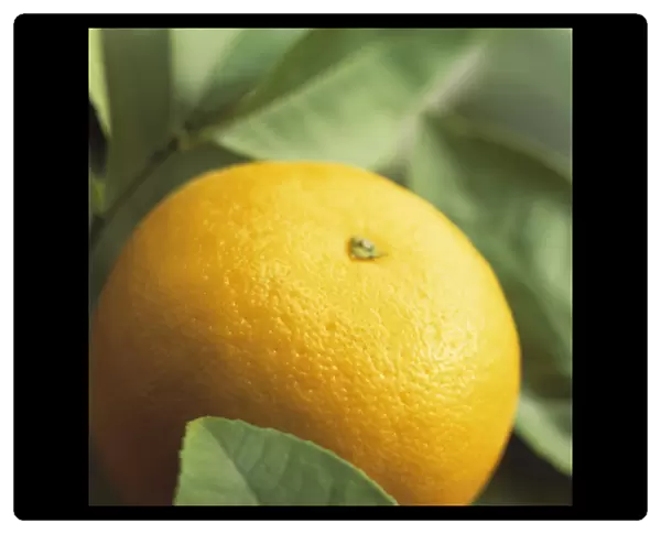 CS_FV11. Citrus paradisi. Grapefruit. Yellow subject. Green b / g