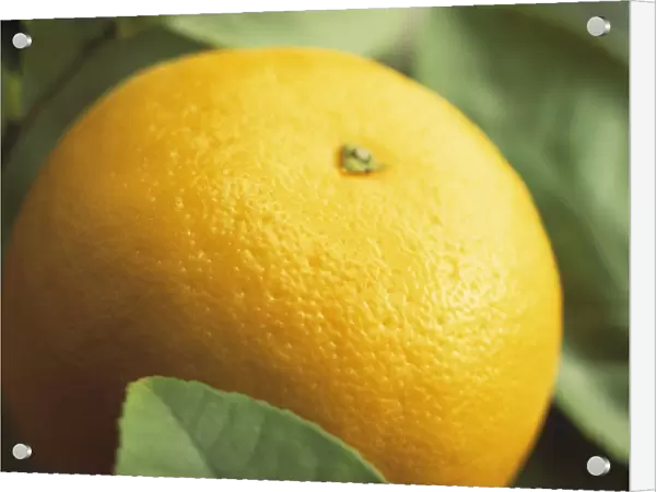 CS_FV11. Citrus paradisi. Grapefruit. Yellow subject. Green b / g