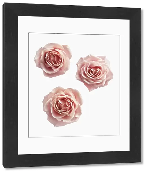Rose, Rosa, Ariel view of three pink roses cut out on a white background