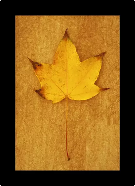 Sycamore, Acer pseudoplatanus. Studio shot of yellow and brown tipped autumn leaf of