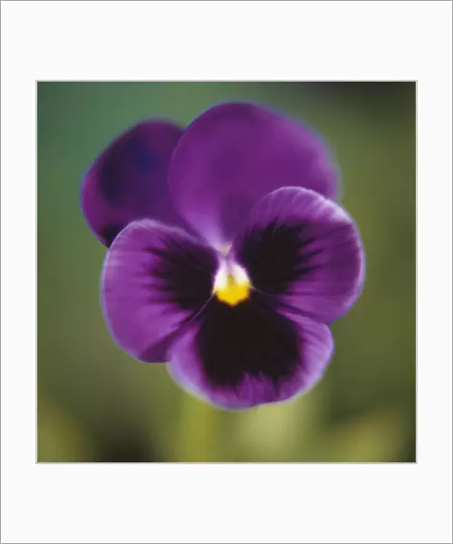 EJ_0034. Viola wittrockiana. Pansy. Purple subject. Green b / g