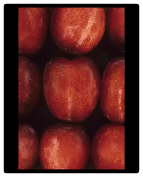 Plum, Prunus domestica Opal. Studio shot from above of nine red plums lying in three