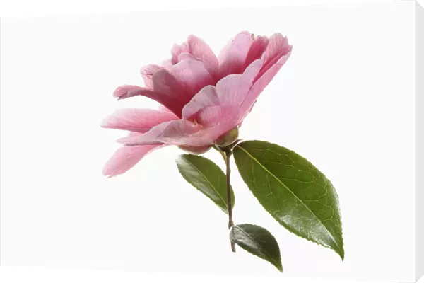 Camellia, Side view of a single pink camellia flower with leaves on a short stem shown against a pure white background