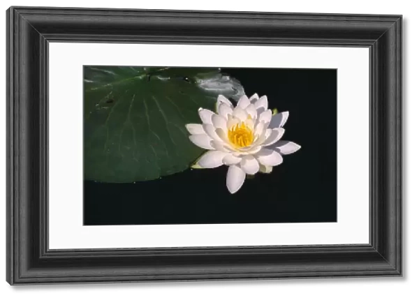 nymphaea alba, water lily