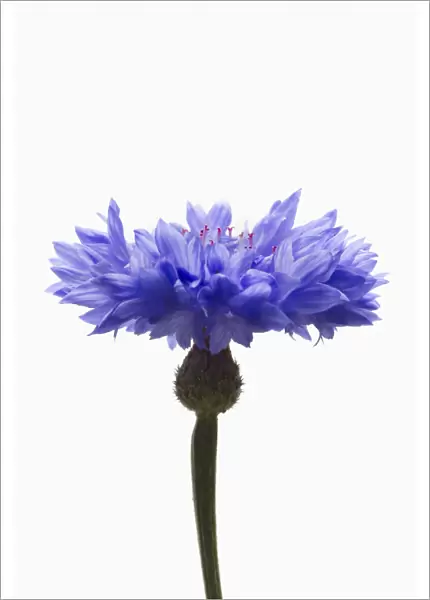 EJT_0076. Centaurea cyanus. Cornflower. Blue subject. White background