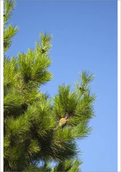 pine, fir or spruce, conifer