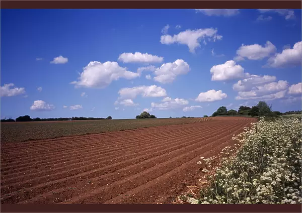 agriculture, crops, newly prepared potato field in norfolk england