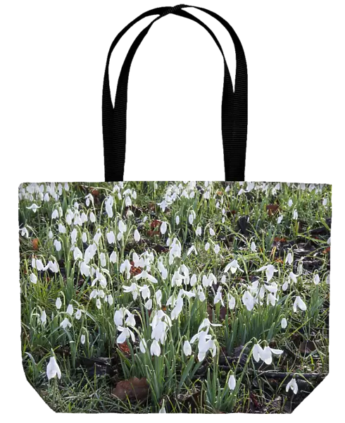 Snowdrop, Galanthus, small white flowers growing outdoor in grass