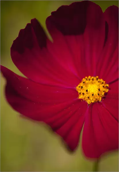 Cosmos, Red coloured flower growing outdoor showing stamen