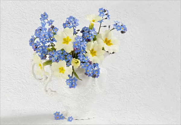 Primrose, Primula vulgaris and Forget-me-not, Myosotis arvensis posy in jug vase. Artistic textured layers added to image to produce a painterly effect