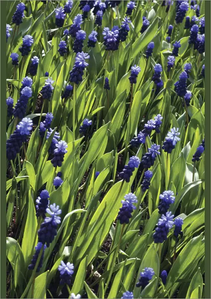 GP_0387. Muscari latifolium. Grape hyacinth. Blue subject. Green b / g