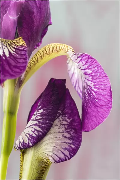 FL_0072. Iris sibirica Eric the Red. Iris. Purple subject