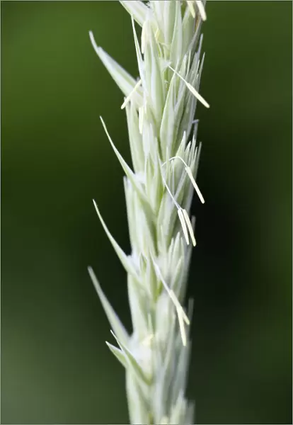 GP_0660. Elymus arenarius. Lyme grass. Green subject. Green background